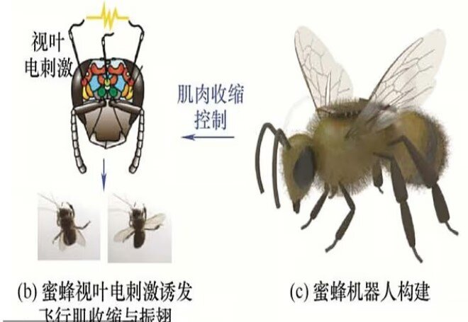 زنبورهای عسل جاسوس چین شدند