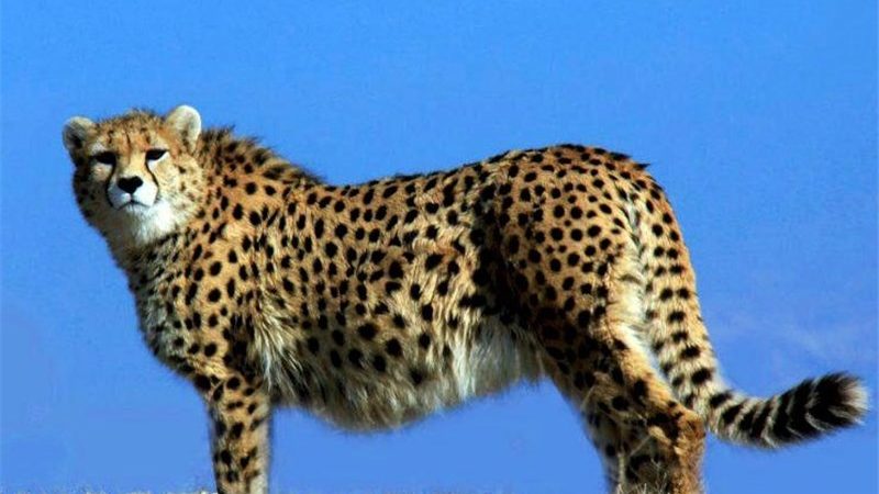 احیای پروژه حفاظت از یوز آسیایی پس از وقفه ۶ساله