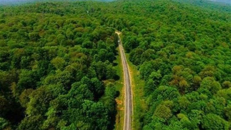 راز بقای ۵۰ میلیون ساله جنگل‌های هیرکانی در قطرات مه بارش