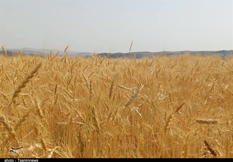 پس از تاکیدات رئیس قوه قضائیه ۲۱ همت دیگر به حساب گندمکاران واریز شد