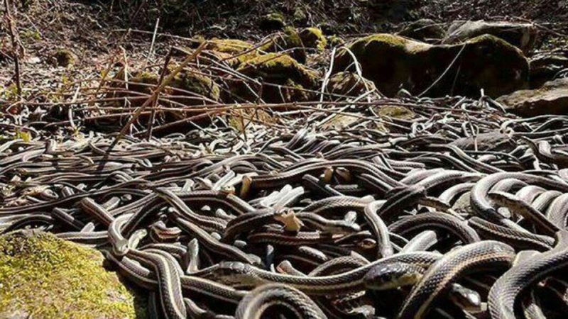 بیشترین انواع «مارهای سمی» در این کشور قرار دارد