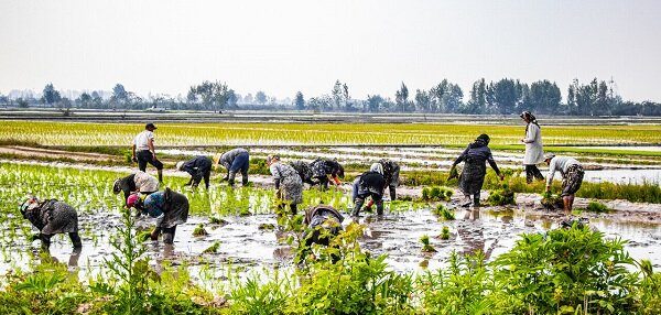 برنج در دام سوءمدیریت‌ها؛ از عملکرد جزیره‌ای تا احتکار