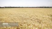 قیمت خرید گندم امروز ۲۱ شهریور ماه در بازار جهانی