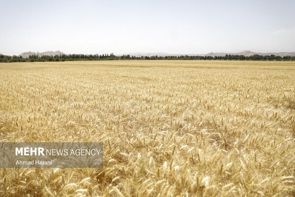 قیمت خرید گندم امروز ۲۱ شهریور ماه در بازار جهانی