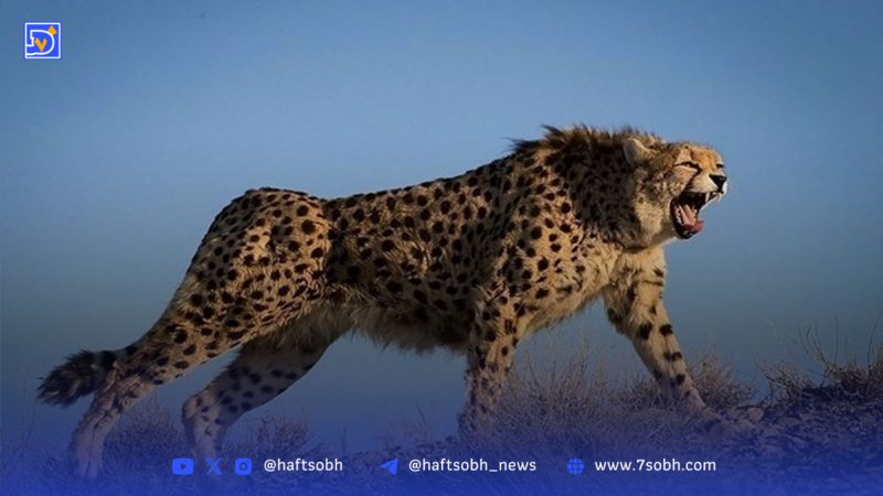 مشاهده دو قلاده یوزپلنگ آسیایی بعد از یک دهه