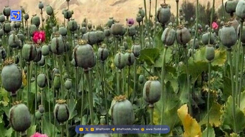 کشت مخدر داخل کشور؛ مسئولان درگیر بررسی، سودجویان مشغول برداشت!