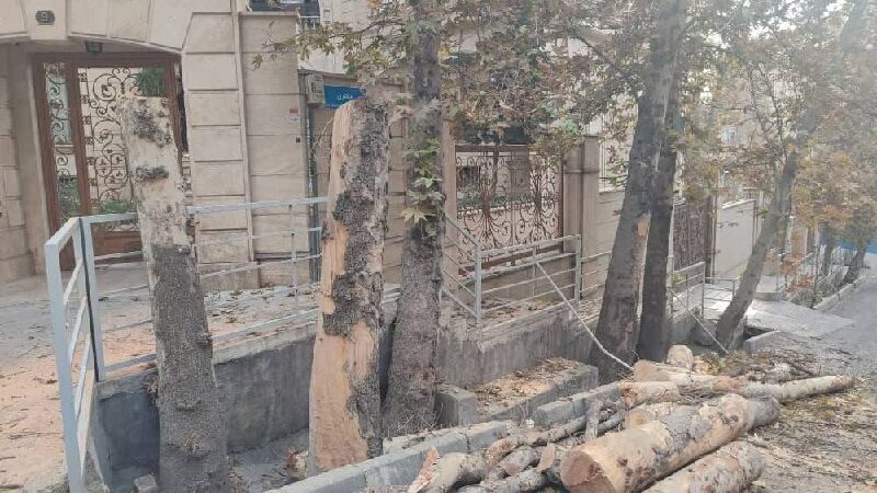 قطع درختان چنار قدیمی باغ فردوس؛ واکنش‌های تند مردم در فضای مجازی