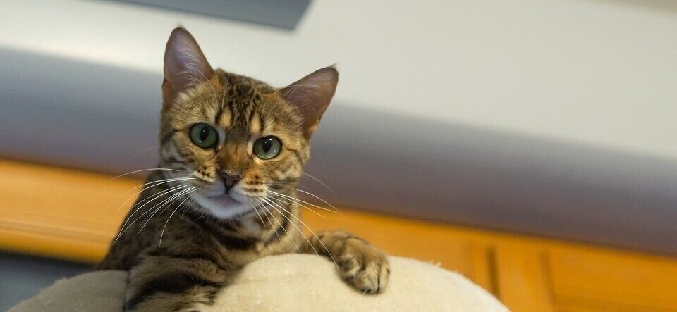 (ویدئو) حرکت باورنکردنی یک جوان؛ حرف زدن با گربه‌ها به زبان خودشان!