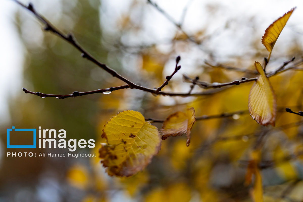 زمان دقیق شروع موج جدید بارش‌ها و کاهش آلودگی هوا اعلام شد - وب‌گردی