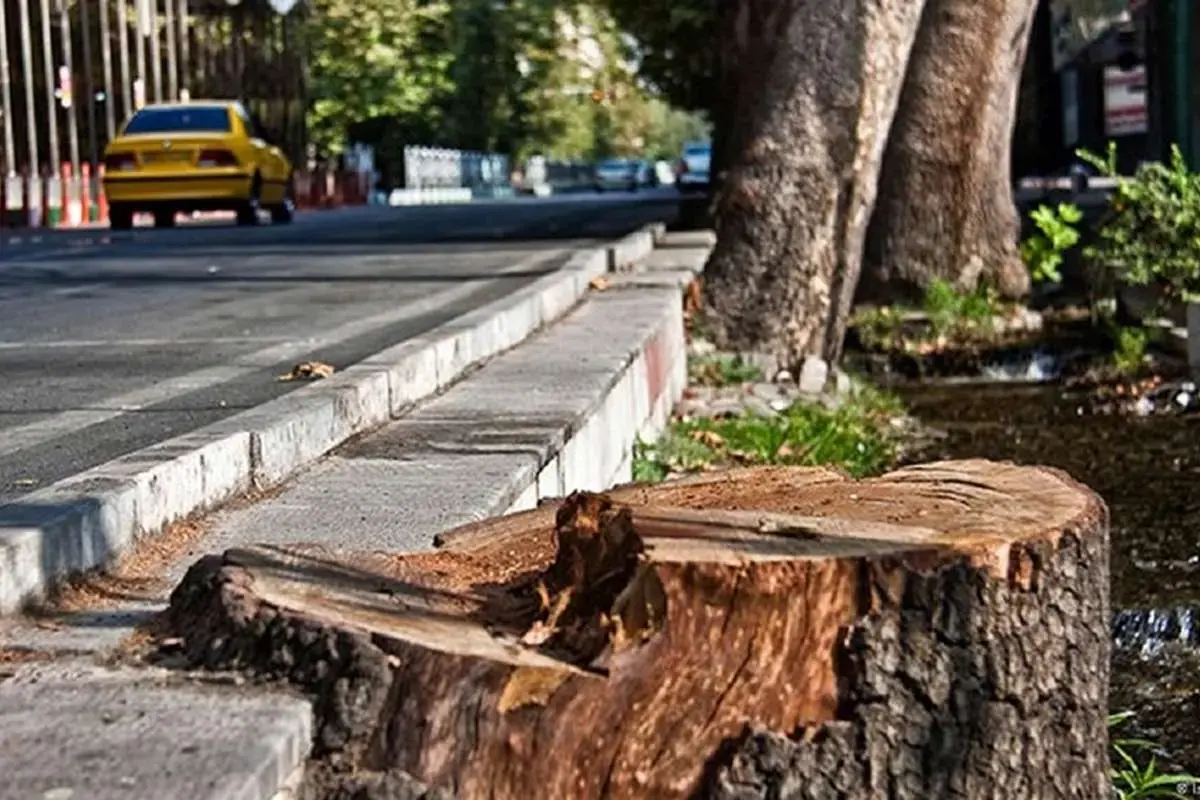 ماجرای قطع شبانه درختان تهران؛ جریمه ۱۷۰ میلیاردی و سکوت شهرداری منطقه ۱۴