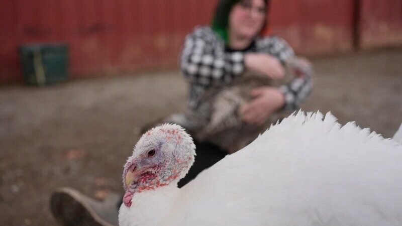 رازهای روز شکرگزاری آمریکا؛ از سنت‌های مهاجران تا بوقلمون‌های نمادین