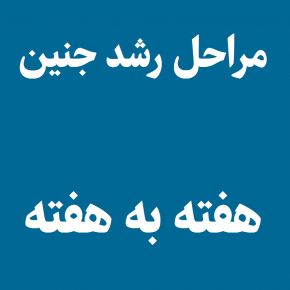 رشد شگفت‌انگیز جنین در ۹ ماه بارداری؛ از هفته اول تا تولد با عکس‌های اختصاصی