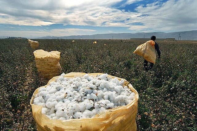 خطر جدی اقلیم برای کشاورزی ایران؛ خراسان رضوی چگونه طلای سفید را حفظ می‌کند؟