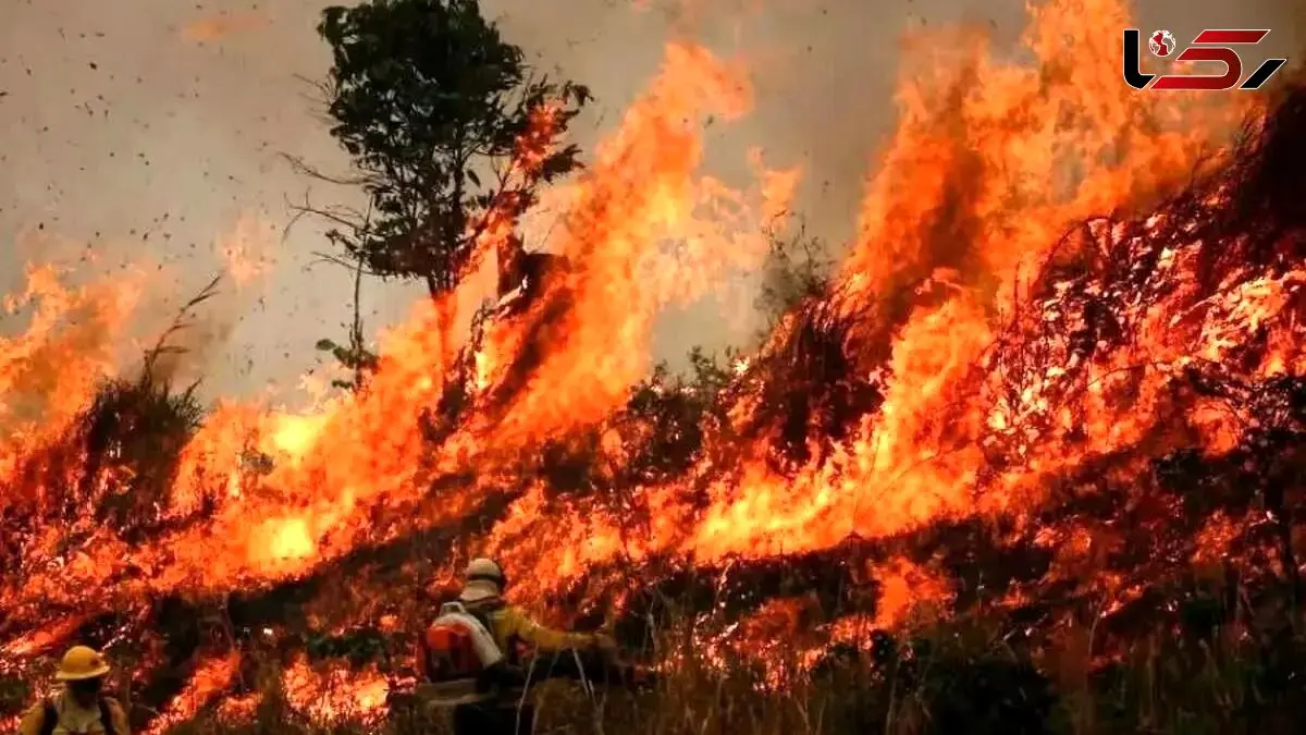 آتش مهیب در قلب جنگل‌های الیت چالوس؛ آیا طبیعت بکر مازندران در آستانه نابودی است؟