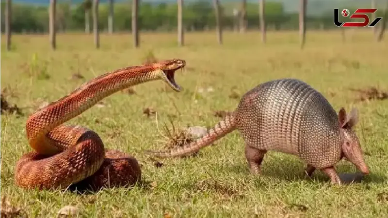 نبرد نفس‌گیر موریانه‌خور و مار در دل حیات وحش؛ صحنه‌هایی که باور نمی‌کنید!