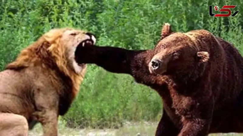 نبرد نفس‌گیر شیر و خرس در دل حیات‌وحش ایران؛ رقابتی شگفت‌انگیز برای بقا