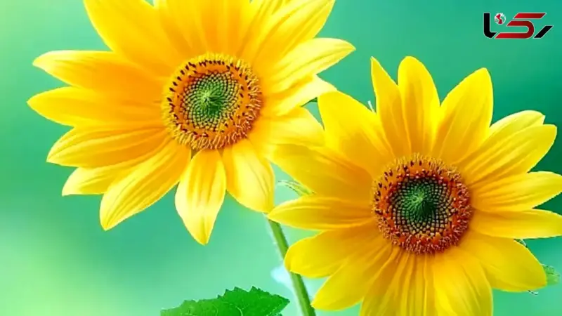 فال و طالع بینی اول آذر ماه