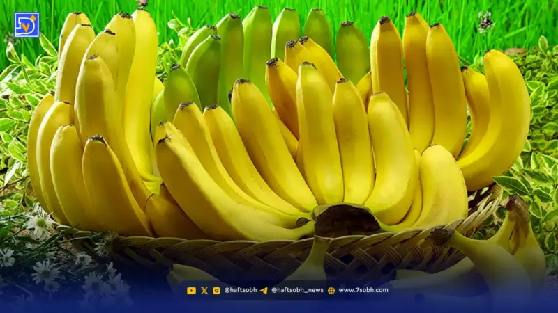 زمان طلایی خوردن موز؛ راز شیرینی و خاصیت‌های پنهان موز نارس و رسیده