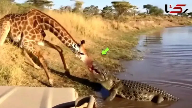 نبرد نفس‌گیر حیات وحش: کروکودیل قصی چگونه زرافه را در چنگال خود گرفت؟
