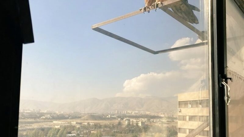 حضور غیرمنتظره همای سعادت در اکباتان تهران، تهران‌نشینان را شگفت‌زده کرد!