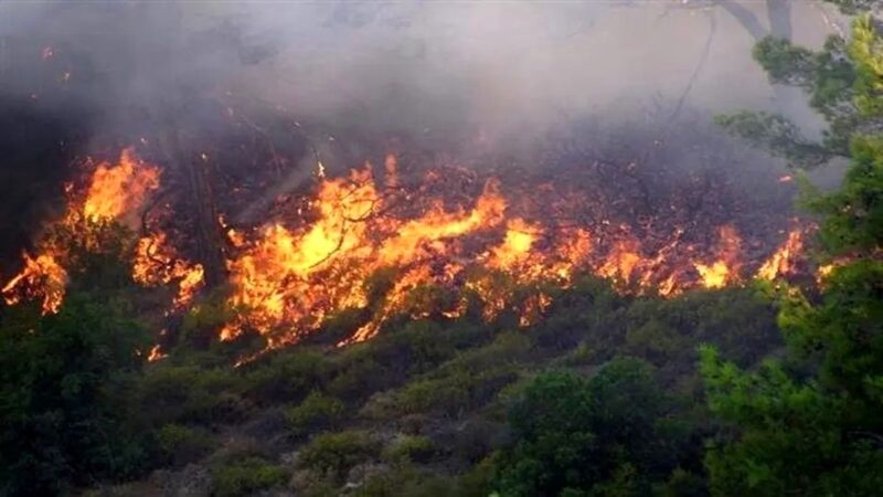 افشای واقعیت تلخ: از هر پنج درخت جنگل‌های الیت، یک‌درخت نابود شد!