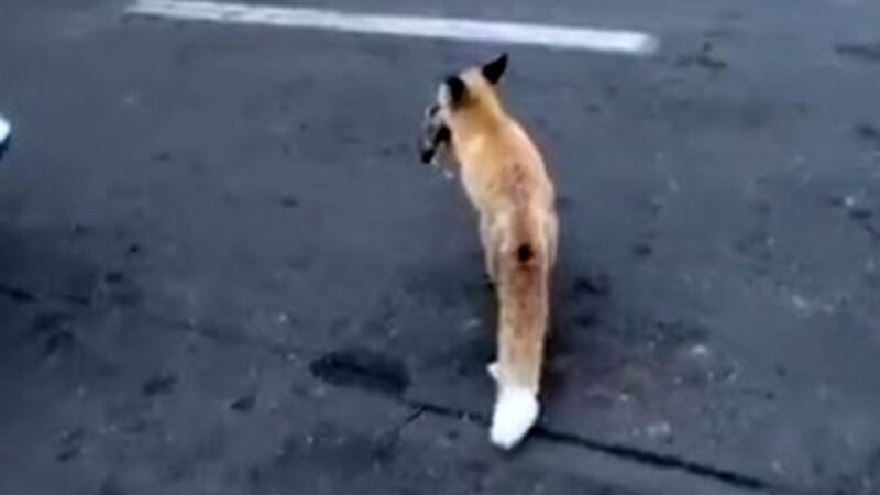 روباه در میدان هفت تیر تهران با شکار موش همه را شگفت‌زده کرد!