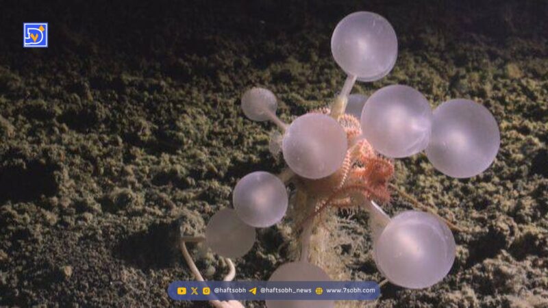 کشف شگفت‌انگیز در اعماق قطب جنوب: اسفنج‌های گوشت‌خوار «گوی مرگ» که دانشمندان را به حیرت واداشتند!