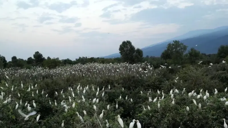 مستندی از هیچکاک در سینما حقیقت؛ پرندگان ترسناک که باغ ۷ برادر را به وحشت کشاندند!