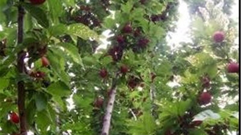 سهم 11.6 درصدی صحنه از صنعت و کشاورزی کرمانشاه