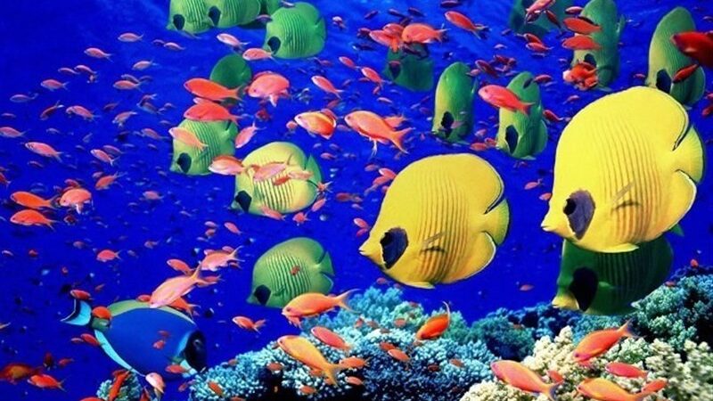 شیلات کردستان در تله آمارسازی؛ چرا تولید میلیونی ماهی زینتی فقط روی کاغذ می‌ماند؟