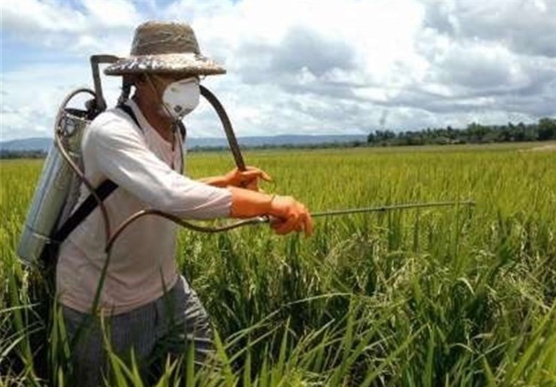 هشدار اجرای مبارزه پاییزه برای کنترل آفات - وب‌گردی