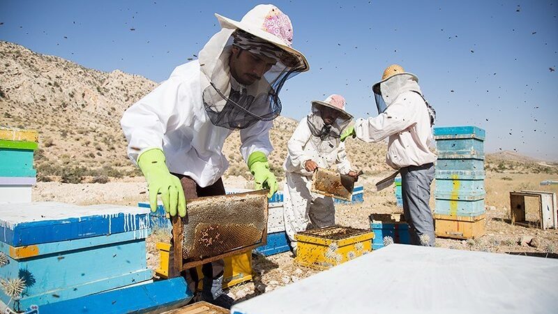 خراسان شمالی چگونه با تولید 3 هزار تن عسل و ژل رویال به قطب زنبورداری کشور تبدیل می‌شود؟