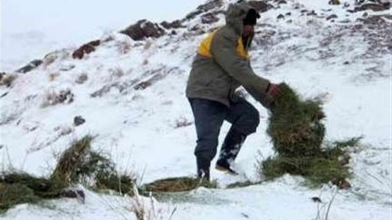 پخش علوفه در شاهرود؛ نجات حیات‌وحش در سرمای بی‌رحم زمستان