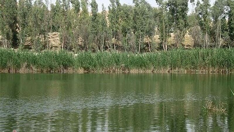 تالاب بیشه‌دالان در مسیر احیای شگفت‌انگیز؛ پرورش گاومیش و کشت گیاهان دارویی کلید موفقیت شد