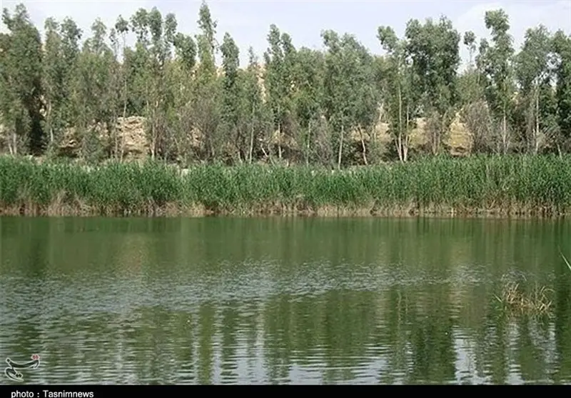 تالاب بیشه‌دالان در مسیر احیای شگفت‌انگیز؛ پرورش گاومیش و کشت گیاهان دارویی کلید موفقیت شد