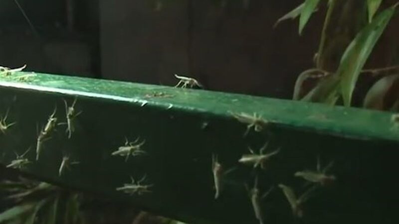 چگونه فناوری هسته‌ای به جنگ کنه‌ها و سفیدبالک‌های گلخانه‌ای رفته است؟