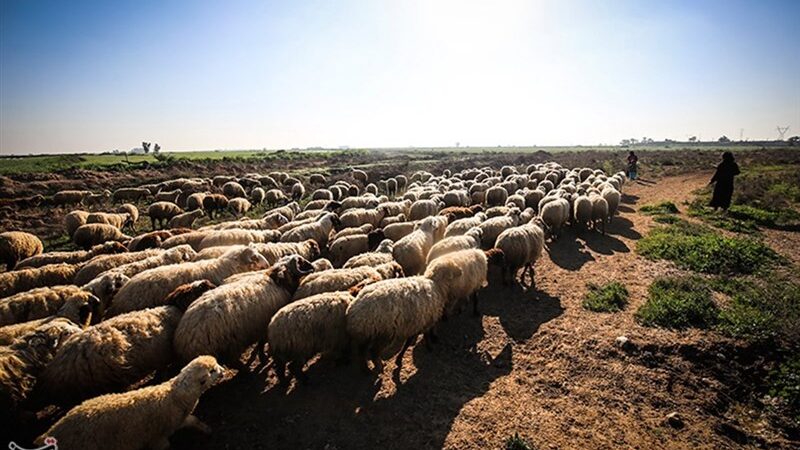 شناسایی 44 کانون تب برفکی در کردستان؛ دام‌ها در معرض خطر جدی قرار گرفتند