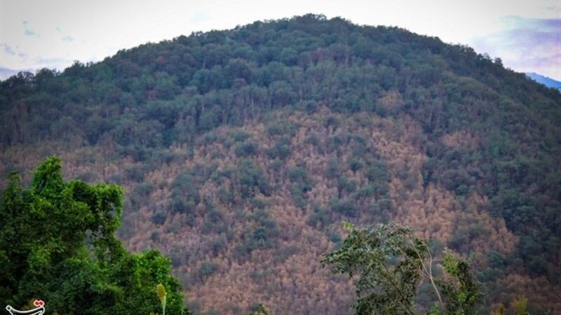 هجوم بی‌رحمانه پیچک‌های مهاجم به جنگل‌های هیرکانی؛ آیا فاجعه شمشادها تکرار می‌شود؟