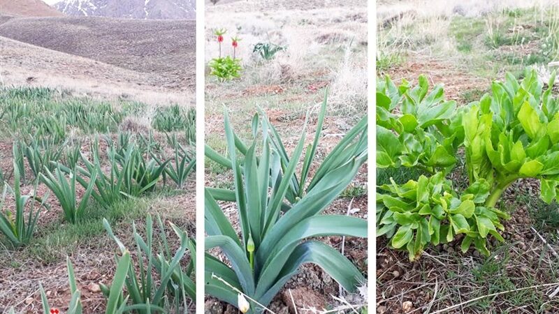 افزایش چشمگیر سطح زیر کشت گیاهان دارویی در چهارمحال و بختیاری؛ بیش از 100 هکتار جدید اضافه شد!