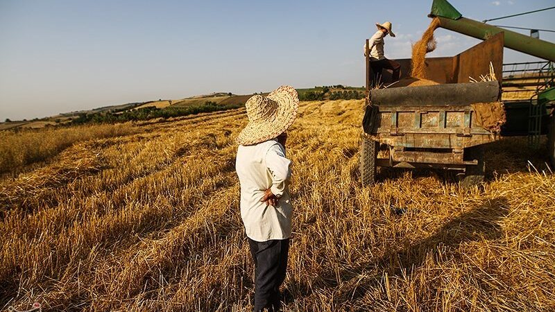 سیاست‌های بی‌پشتوانه در ‌کشاورزی ایران/ الگوی کشت شکست خورد/ سود کشاورزان آب رفت!