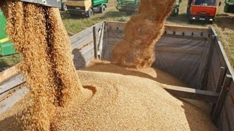 نامه هشدارآمیز رئیس کمیسیون کشاورزی به وزیر جهاد درباره بحران نهاده‌های دامی؛ اجرای فوری مصوبات چقدر ضروری است؟