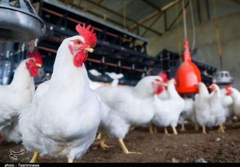 800 تن کنجاله سویا چگونه نفس مرغداری‌های خراسان شمالی را تازه کرد؟