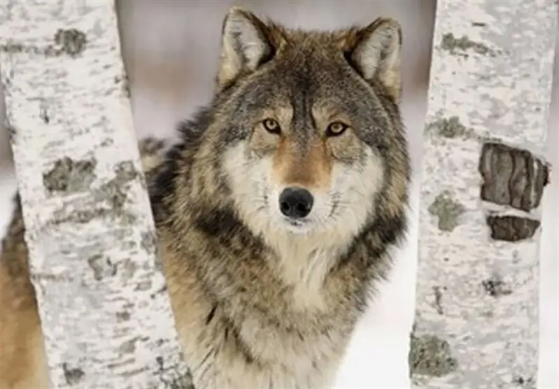 شبیخون گرگ گرسنه به روستای لمه‌درق؛ مرغ‌های روستا در خطر جدی!