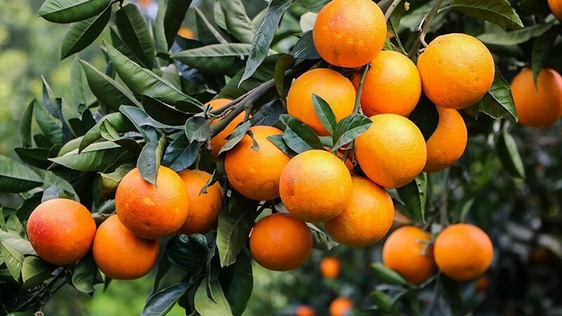 چگونه باغداری در مازندران کلید امنیت غذایی و ارزآوری ایران شده است؟