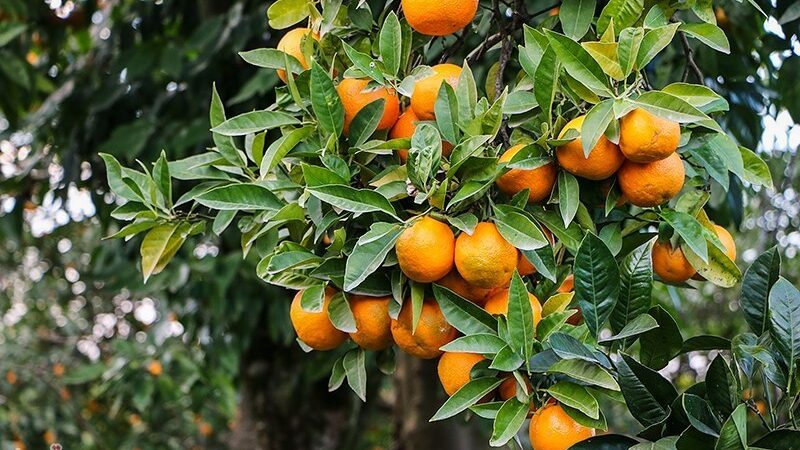 رونق بی‌سابقه مرکبات شمال در دل چالش‌های غیرمنتظره صادراتی!