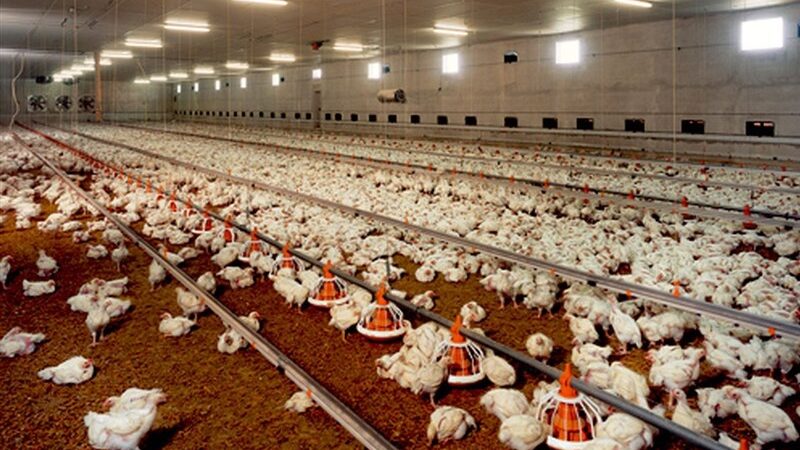 کشف حیرت‌انگیز 40 تن خوراک دام فاسد در مرغداری بابل؛ خطری که سلامت دام‌ها را تهدید می‌کند!