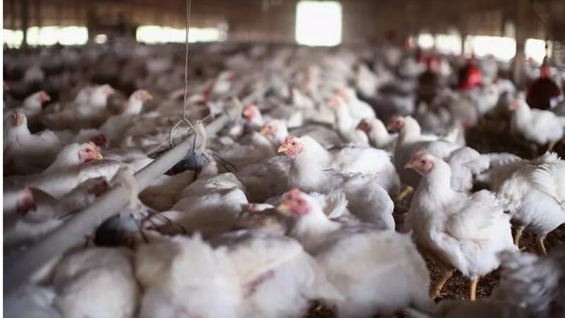 پایش 10 هزار و 99 واحدی آنفلوآنزای فوق‌حاد طیور در مازندران