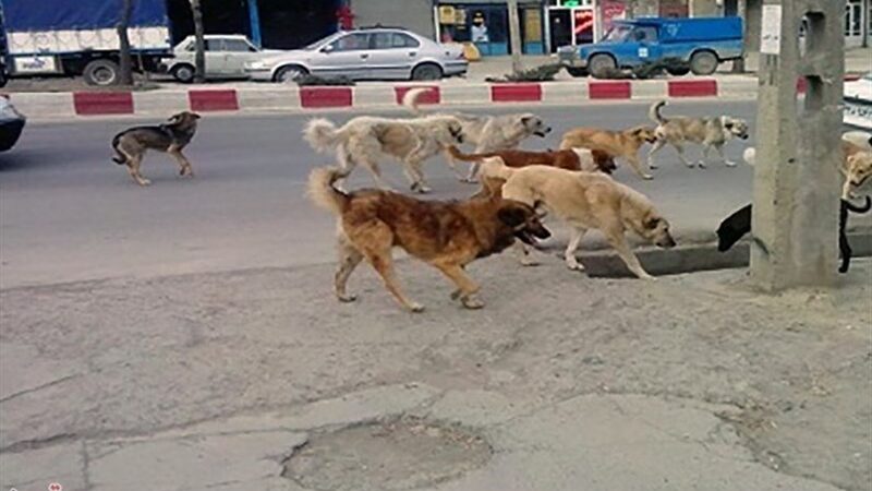 سنندج در چنگال سگ‌های ولگرد؛ وقتی مدیران پشت میز بی‌تفاوتی می‌کنند!