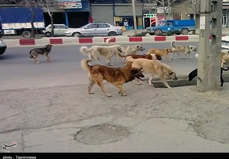 سنندج در چنگال سگ‌های ولگرد؛ وقتی مدیران پشت میز بی‌تفاوتی می‌کنند!