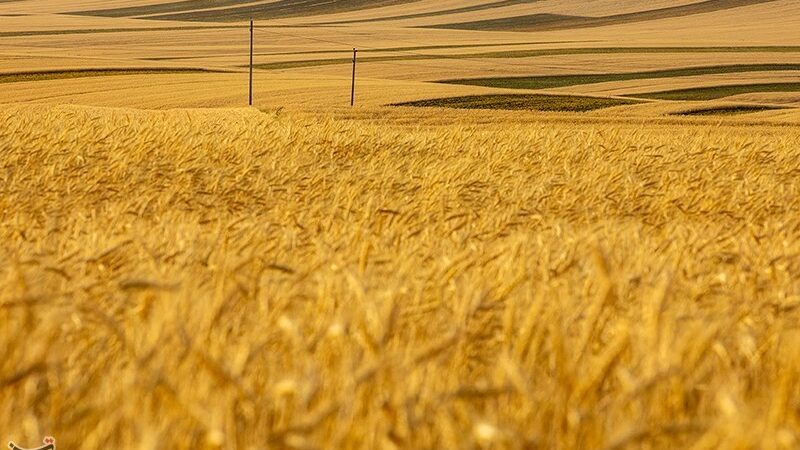 وقتی ۵ بحران نان لرستان را تهدید می‌کند؛ راز خشکسالی و گرانی در سفره‌ها!